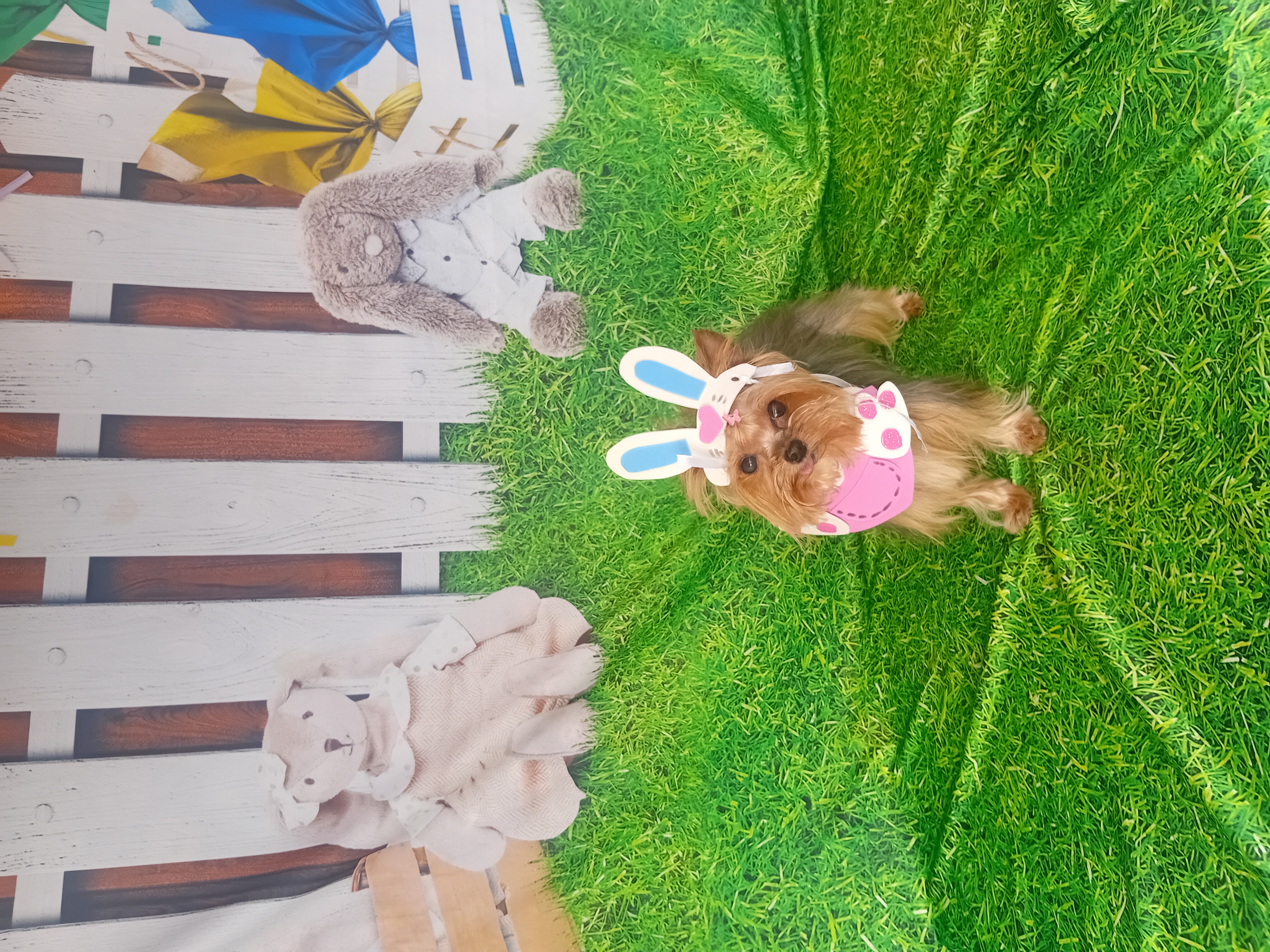 Foto do banho de Babalu