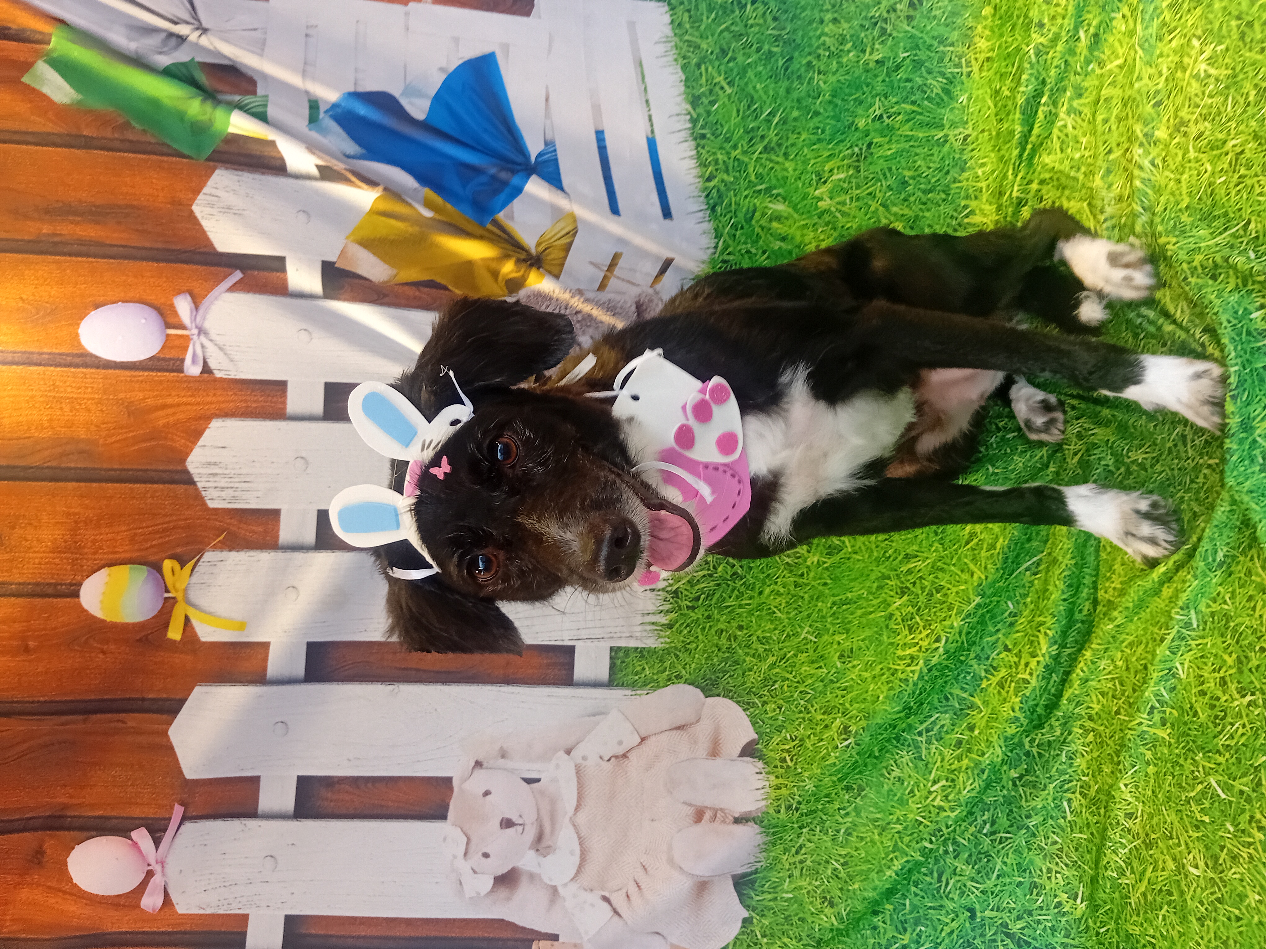 Foto do banho de Docinho