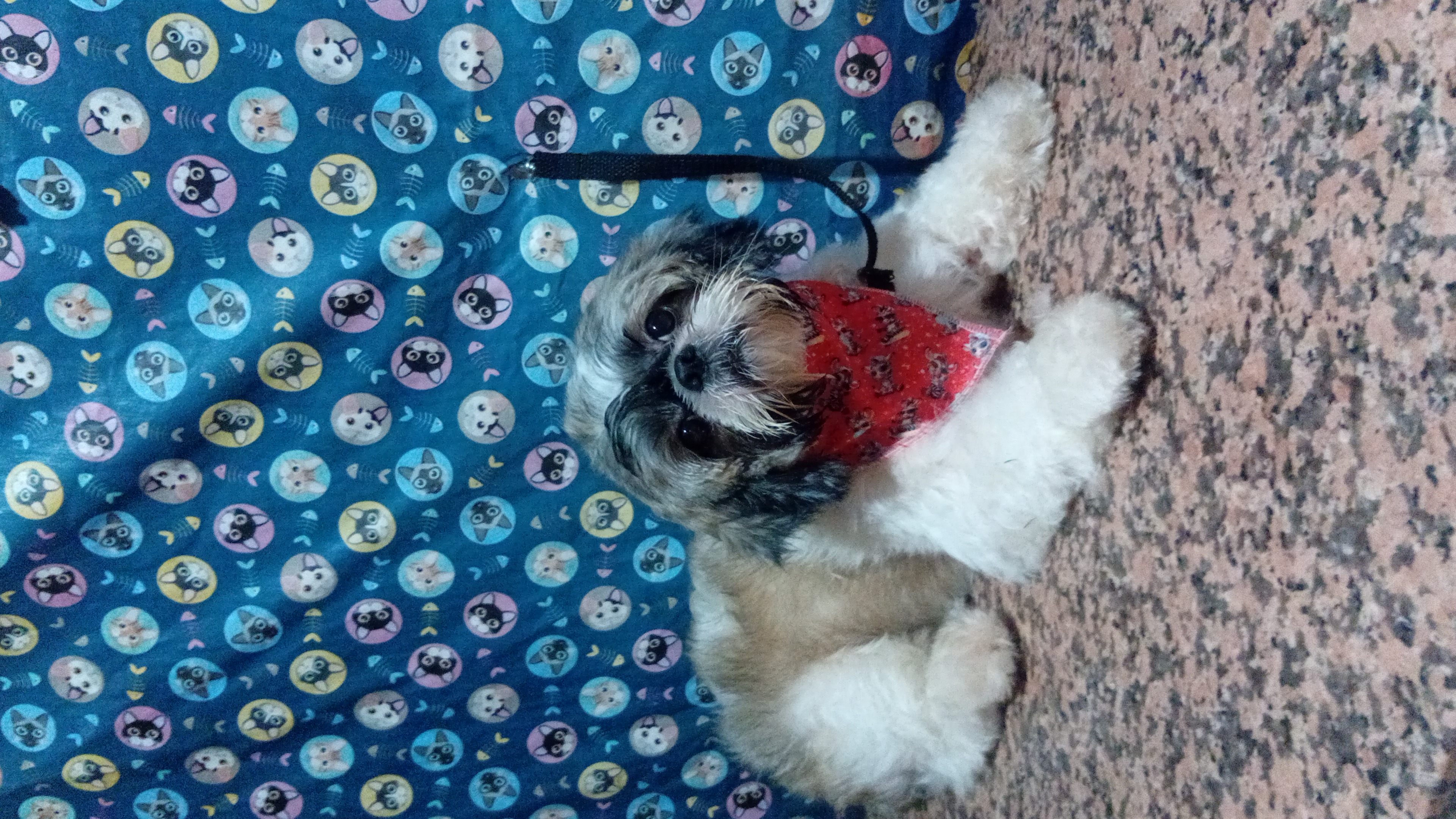 Foto do banho de Thor