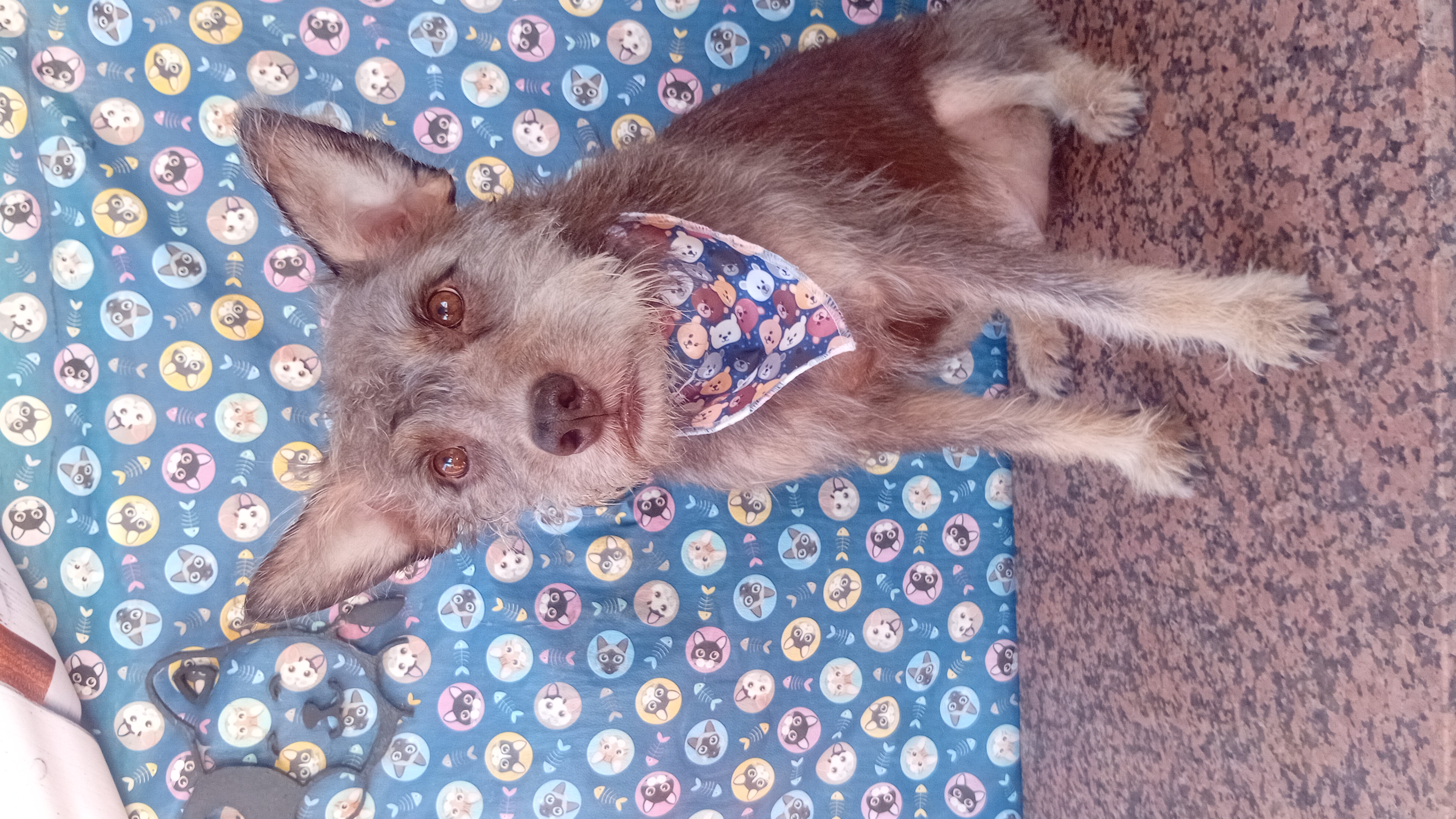 Foto do banho de Churrasco (Chuchu)