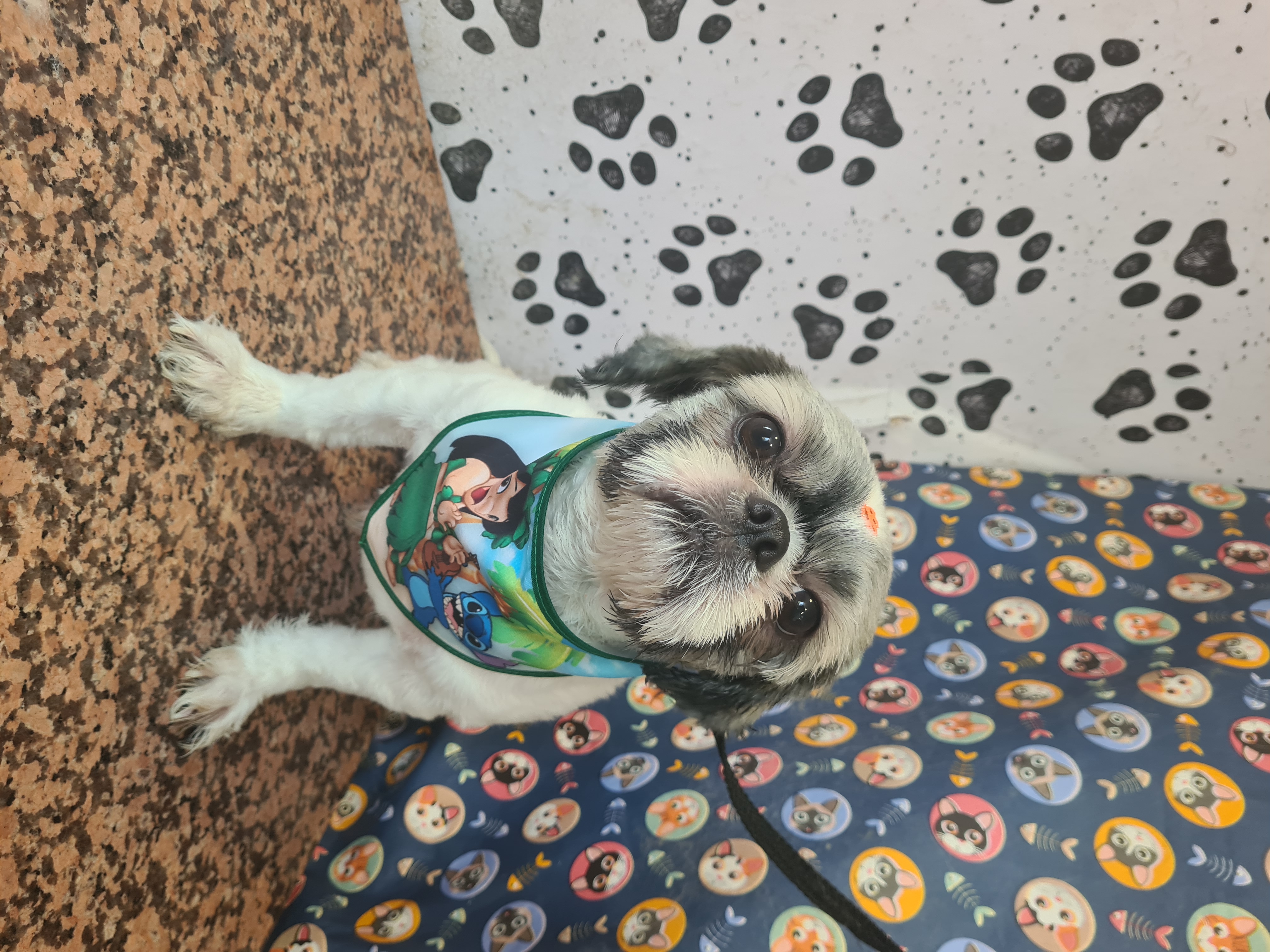 Foto do banho de Thor